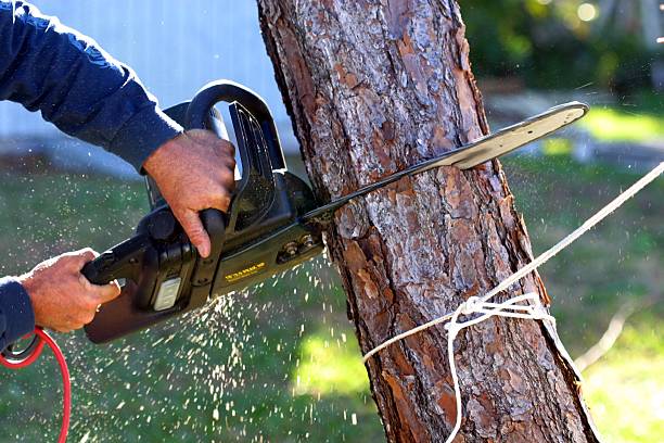 Best Fruit Tree Pruning  in Key West, FL