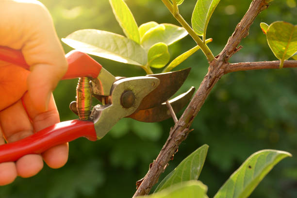 Lawn Irrigation Installation and Maintenance in Key West, FL